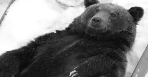 Wires Brief: Israeli & Saudi defence officials in Washington to discuss possible Iran strikes; US Marine parachute exercise interrupted by bear encounters